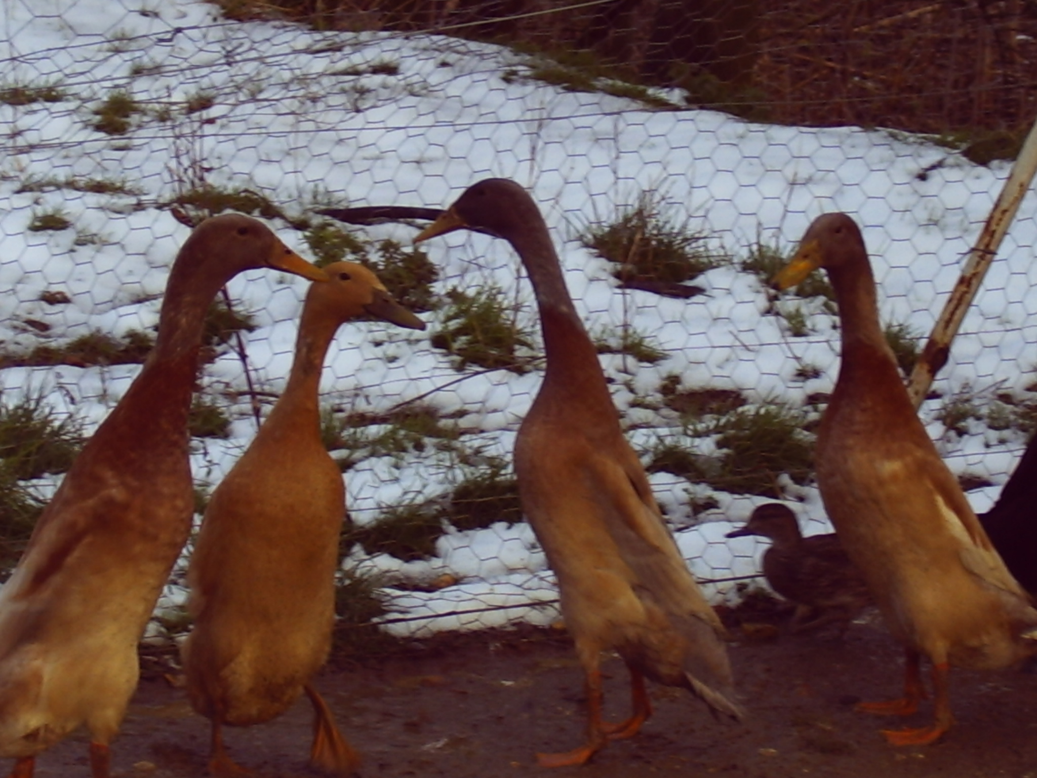 Images of Our Widfowl Poultry Breeder Poultry Breeder Suffolk